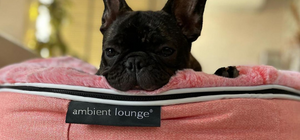 French bulldog dog relaxing on a ballerina pink dog bed from Ambient Lounge in New Zealand