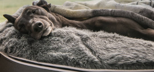 Greyhound resting on a large luxury dog bed from ambient lounge in New Zealand