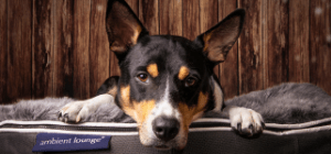 border collie on ambient lounge dog bed