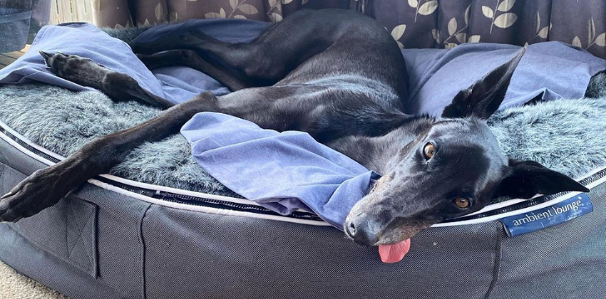 Black Greyhound resting on a large luxury dog bed from Ambient Lounge in New Zealand