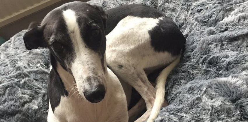 Greyhound lounging on a large luxury dog bed from ambient lounge in New Zealand