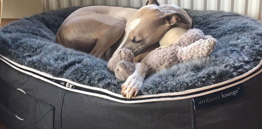Greyhound sleeping on a large luxury dog bed from ambient lounge in New Zealand