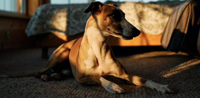 Set and Go! Proper Care and Finding the Right Greyhound Dog Bed