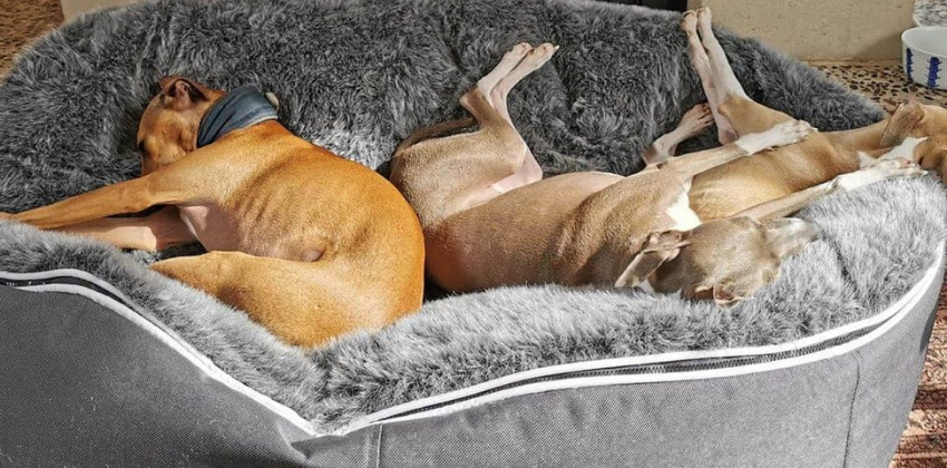 Three dogs peacefully lounging on an XXL luxury dog bed from ambient lounge in New Zealand