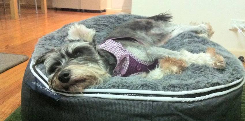 Miniature Schnauzer in New Zealand