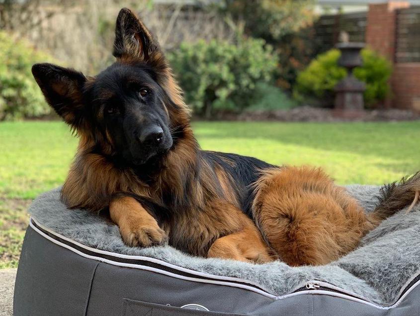 German Shepherd Outdoors in New Zealand