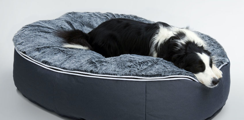 New Zealand Border Collie