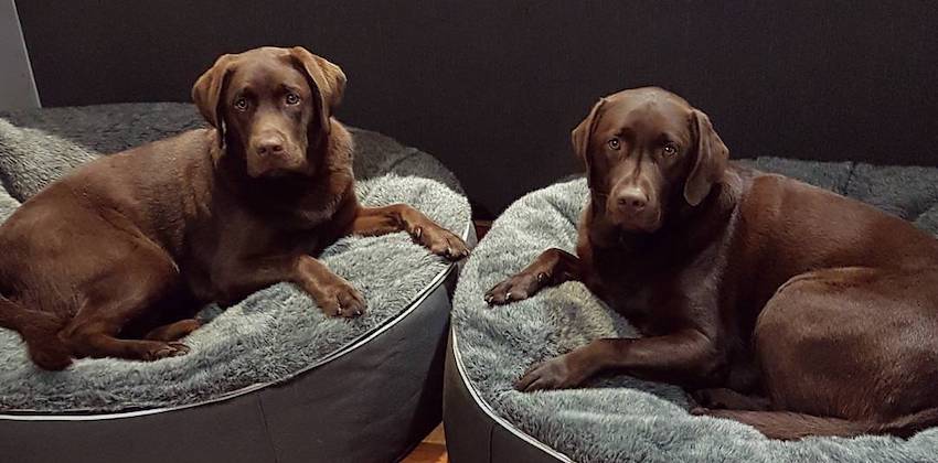 NZ Labrador Retriever