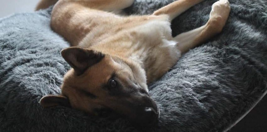 Belgian Malinois lying on grey dog bed
