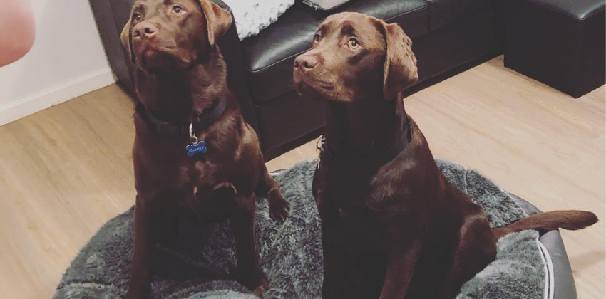 Two labrador retrievers sitting on grey dog bed