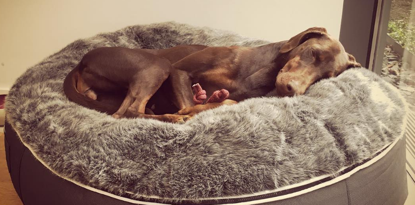 Labrador retriever lying on grey dog bed
