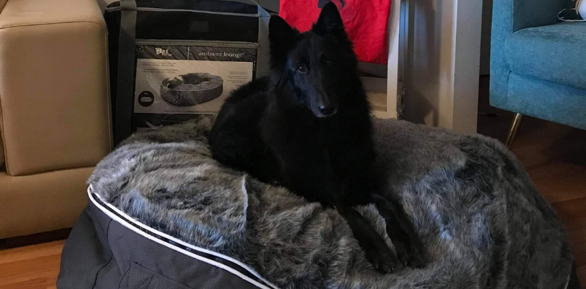 Belgian Malinois sitting on grey dog bed