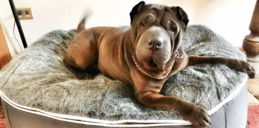 Shar Pei lying on grey dog bed