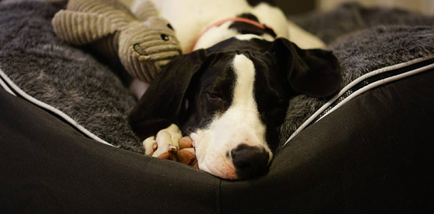 Dog lying on grey dog bed