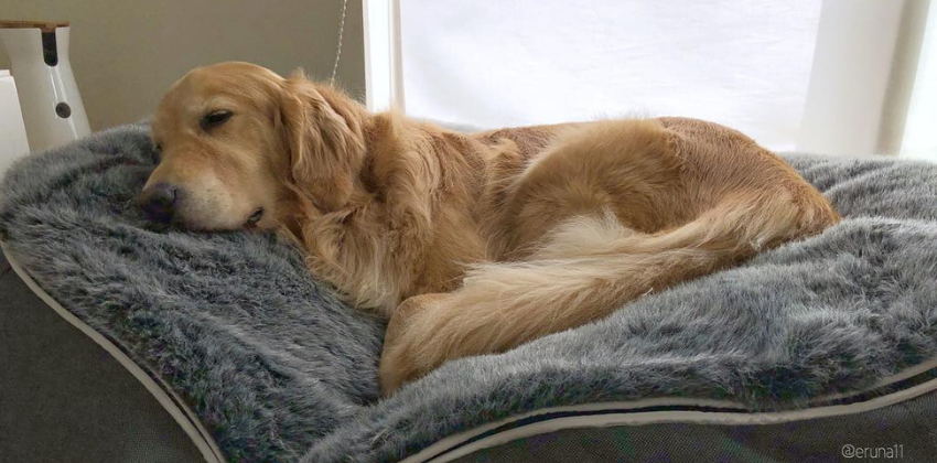 Golden Retriever lying on grey dog bed