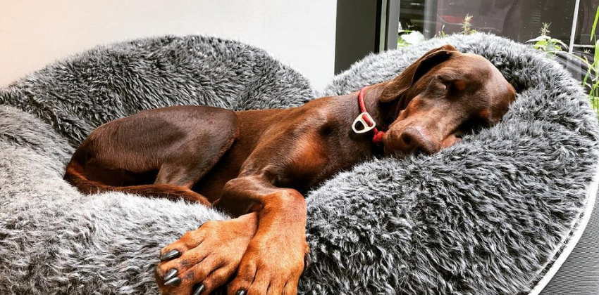 Weimaraner lying on grey dog bed