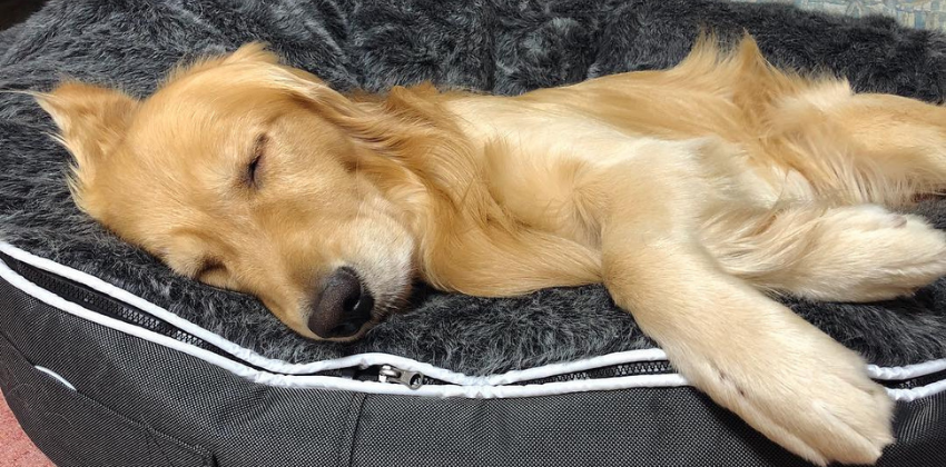 Golden Retriever lying on grey dog bed