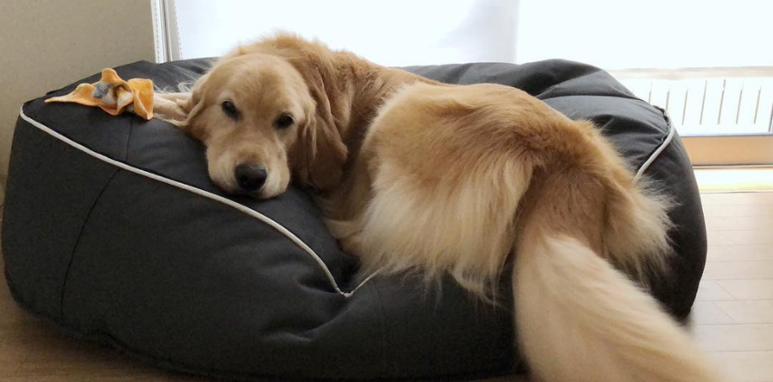 Golden Retriever lying on grey dog bed