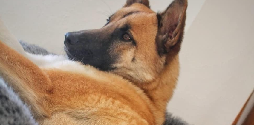Belgian Malinois sitting on grey dog bed