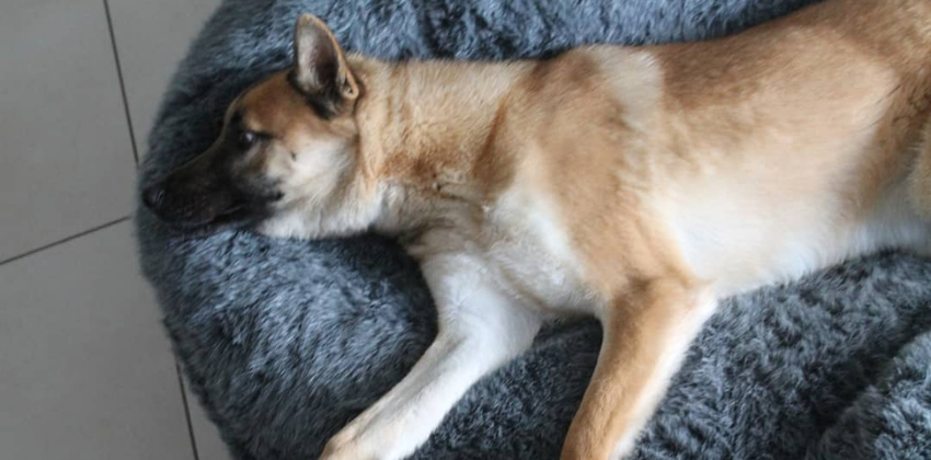 Belgian Malinois lying on grey dog bed
