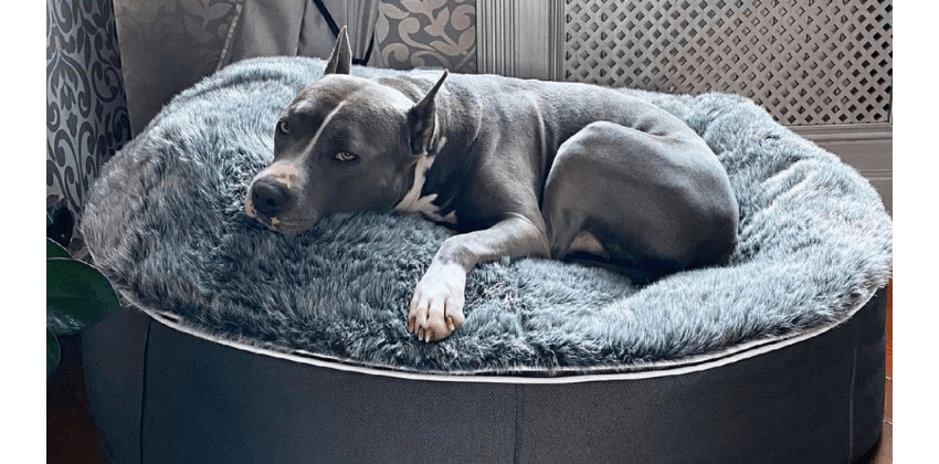 dog lying on an ambient lounge luxury pet bed