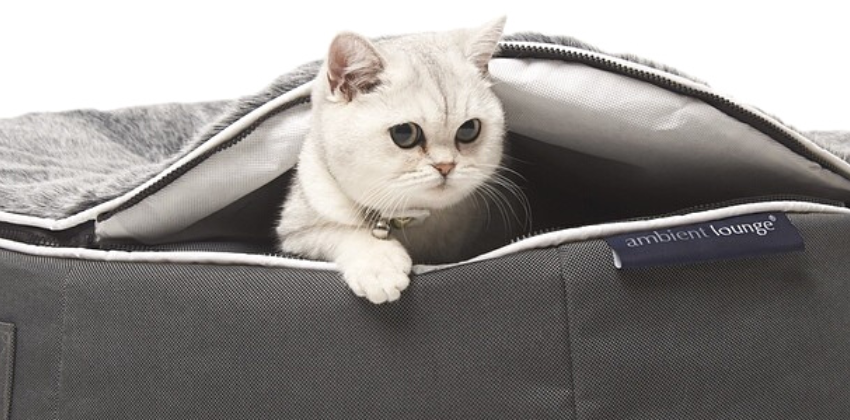 white cat on an ambient lounge luxury cat bed
