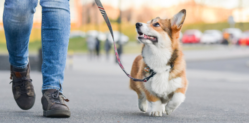 leashed dog walking on the street 