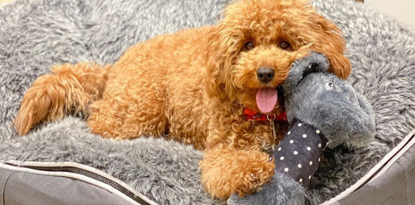 dog lying on an ambient lounge pet bed