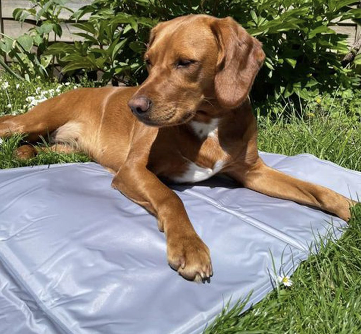 dog on an Ambient lounge Thermocool mat