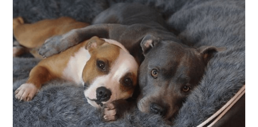 dogs lying on an ambient lounge luxury pet bed