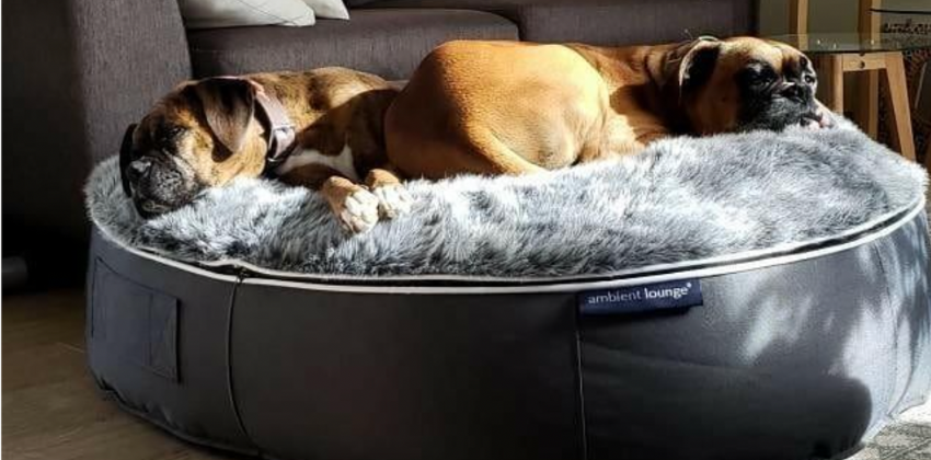 two dogs lying on an ambient lounge pet bed