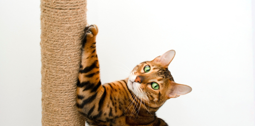 a cat on a scratch post