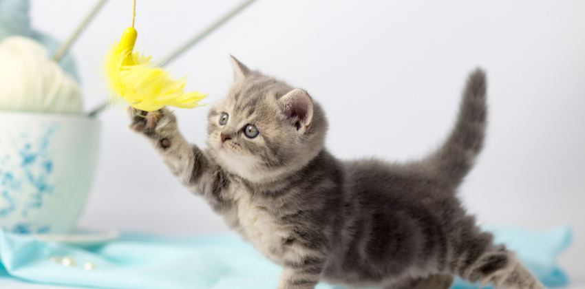 a cat playing with cat toy