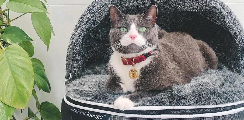 cute cat on an ambient lounge luxury cat bed with hoodie