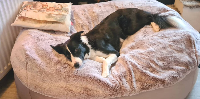 dog lying on a soft and lush frosted brown-beige faux fur dog bed top cover