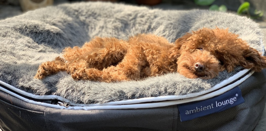 dog sleeping on an ambient lounge premium dog bed