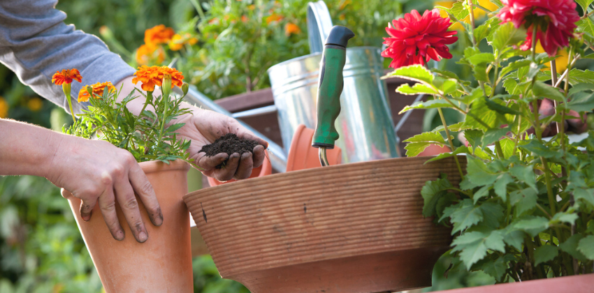 growing new plants for the garden