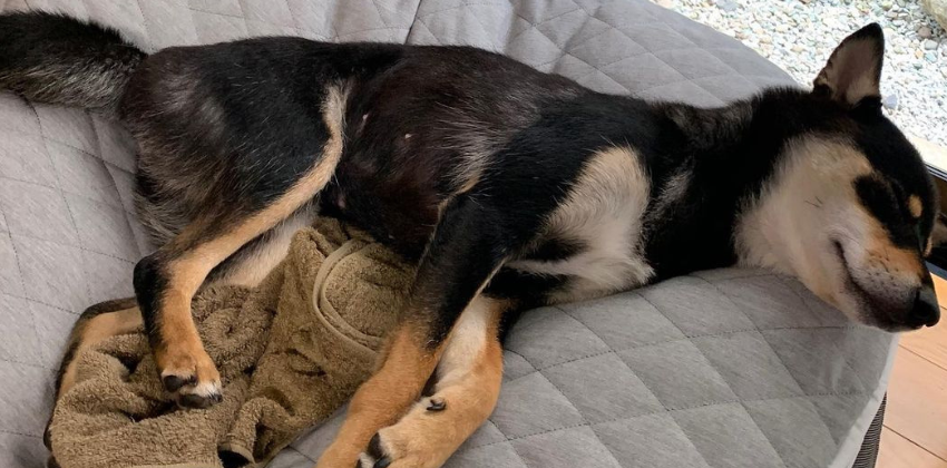 Dog sleeping on an ambient lounge thermoquilt dog bed