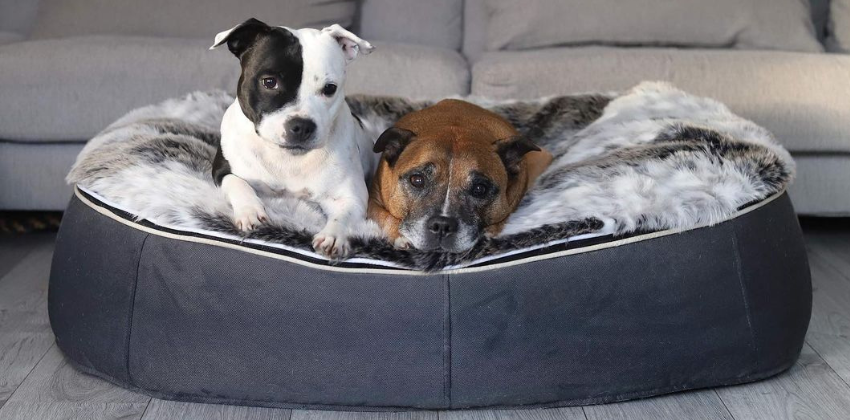 dogs lying on an ambient lounge luxury dog bed