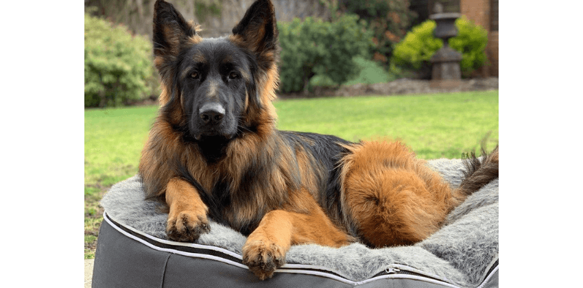 German Shepherd sitting on dog bed outside