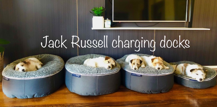 New Zealand Jack Russell