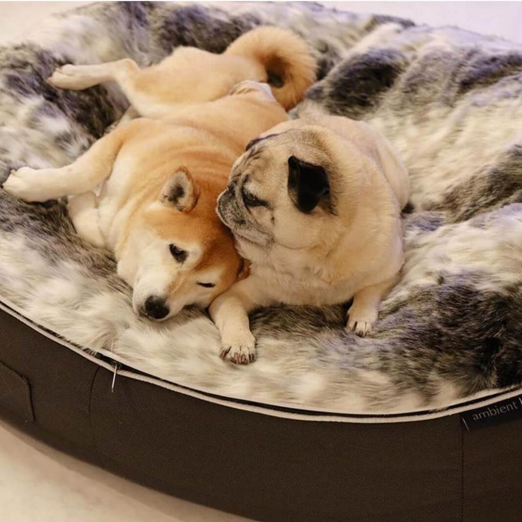Dog bed outlet online