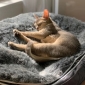 Small Luxury Indoor/Outdoor Cat Bed (Original)