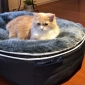 Small Premium Faux Fur Cat Bed Cover (Original)