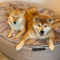 black cushion dog beds made of bean bags by Ambient Lounge