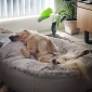 black cushion dog beds made of bean bags by Ambient Lounge