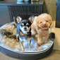 Small Luxury Indoor/Outdoor Dog Bed (Wild Animal)