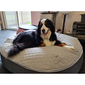 black cushion dog beds made of bean bags by Ambient Lounge