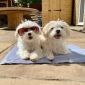 Small ThermoCool Multi-Purpose Dog Mat