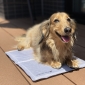 Small ThermoCool Multi-Purpose Dog Mat